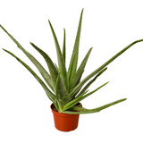 FR ALOE PLANT