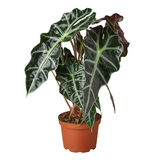 FR Alocasia Polly African Mask Plant 6"