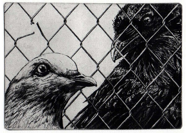 Vienneau- The Dove and The Crow