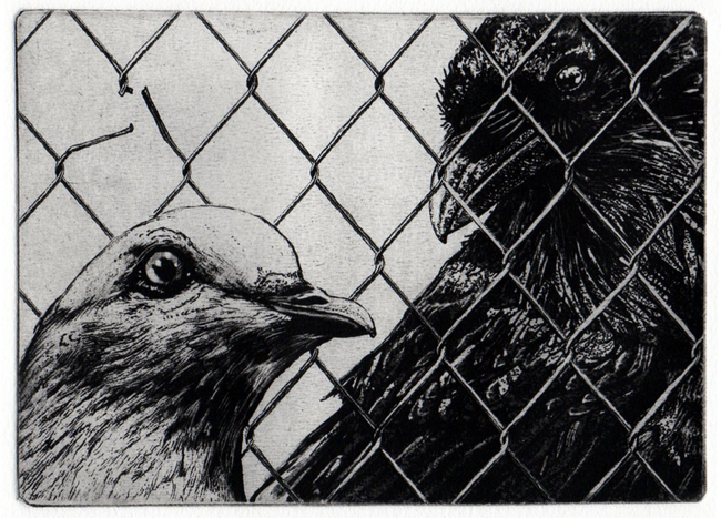 Vienneau- The Dove and The Crow