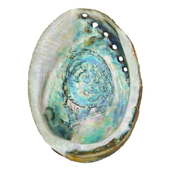 FN-Abalone Shell Smudge Bowls