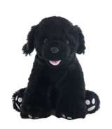 Black Dog