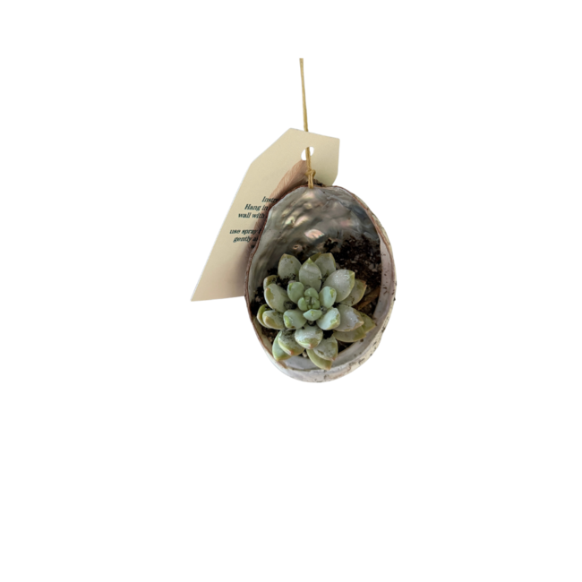 Air plant